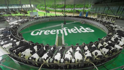 Faktanya, Pengelolaan Peternakan Sapi Berstandar Tinggi Menghasilkan Susu Pasteurisasi Kualitas Unggul 